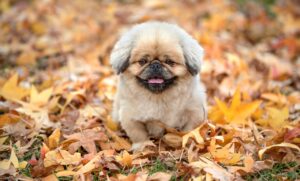 美容家が推奨するサプリで更年期をサポートする方法は？