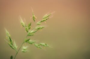 アレルギーに効果的なサプリはどれがオススメ？