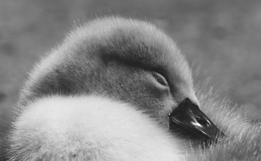 マグネシウムを摂取すると睡眠の質が向上するのは本当ですか？