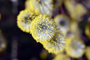 アレルギーに効果があるサプリはいつから使い始めるべき？