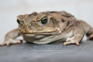 乳酸菌サプリが肌荒れに効果的だという口コミは本当ですか？