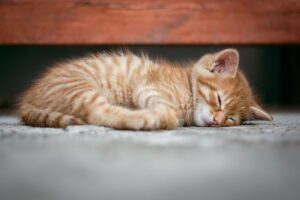 マグネシウムとクエン酸の種類を比較して睡眠の質を向上させる方法は？