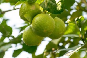 マグネシウムとグリシン酸の違いが睡眠に与える影響は？