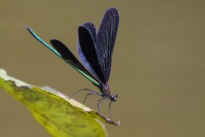 美容家がすすめるおすすめサプリのプロバイオティクスとは？