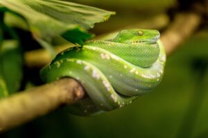 ビタミンEサプリの危険性とは何ですか？